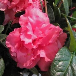 Bloom-A-Thon® Pink Double Reblooming Azalea