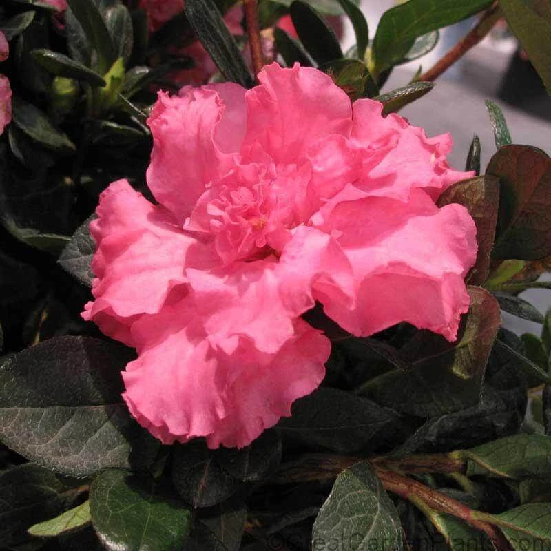Bloom-A-Thon® Pink Double Reblooming Azalea 2 Bloom-A-Thon® Pink Double Reblooming Azalea - Image 2