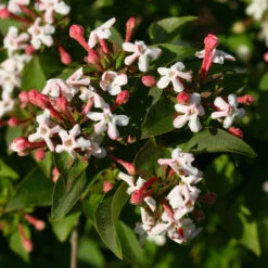 Sweet Emotion® Abelia 7 Sweet Emotion® Abelia -Florist Shop Abelia Sweet Emotion 3 P