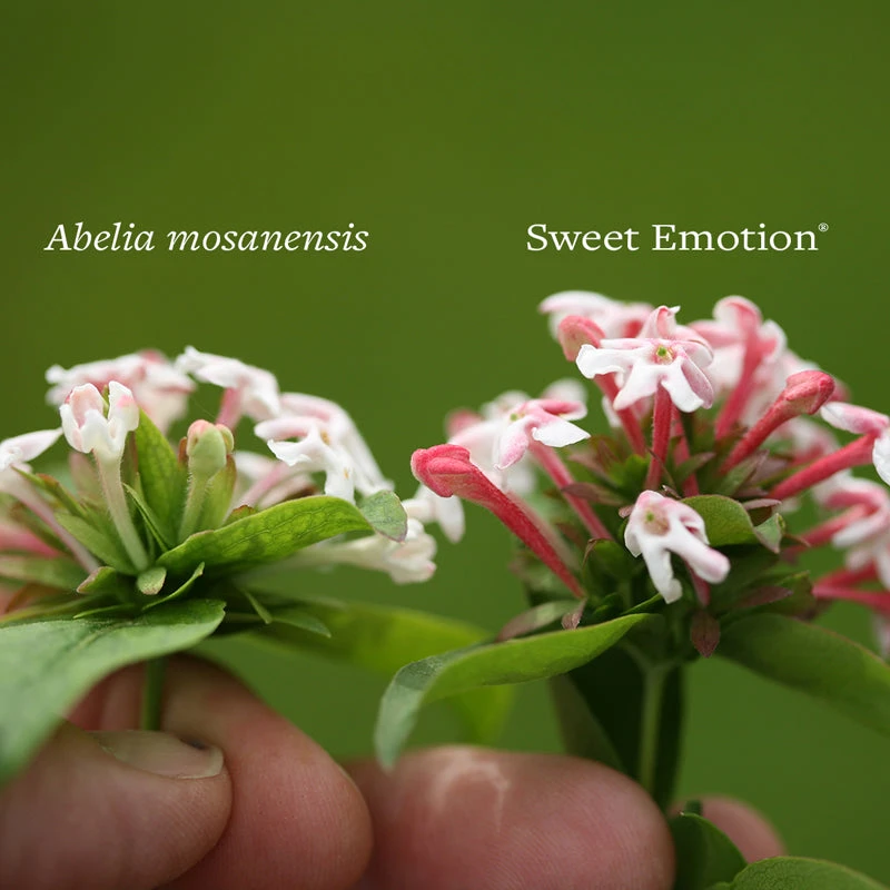 Sweet Emotion® Abelia 4 Sweet Emotion® Abelia - Image 4