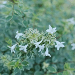 Mucho Gusto™ Abelia -Florist Shop AbeliaMuchoGustoP1218145 1080x1080 42faef0