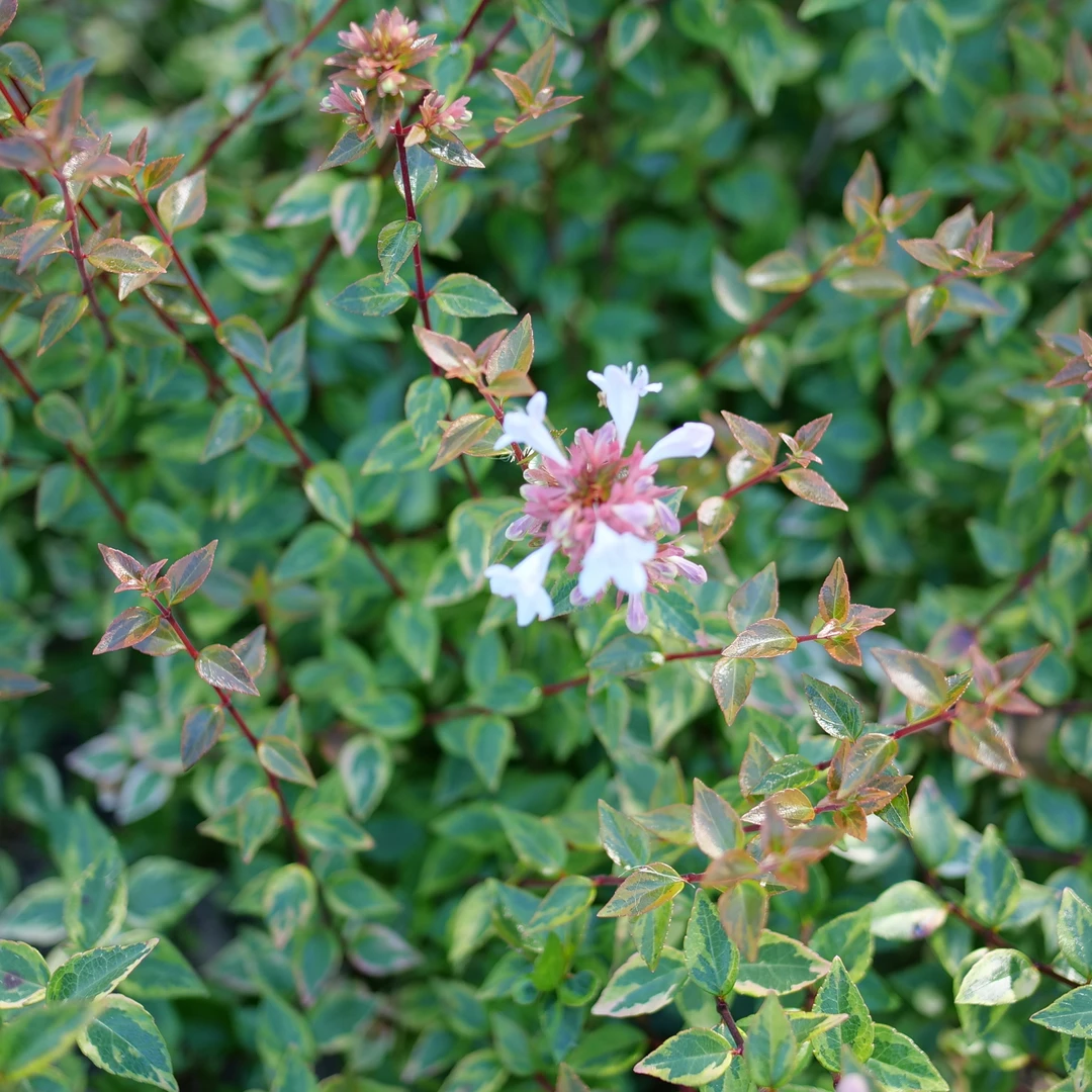 Brilliantina™ Abelia 2 Brilliantina™ Abelia - Image 2