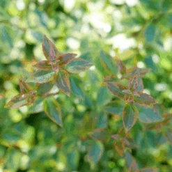 Brilliantina™ Abelia 7 Brilliantina™ Abelia -Florist Shop Abelia Brilliantina P1238958 1080x1080 873aa77