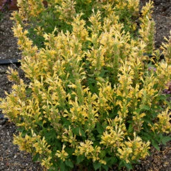 Poquito™ Butter Yellow Hummingbird Mint 5 Poquito™ Butter Yellow Hummingbird Mint -Florist Shop Agastache Poquito Butter Yellow 3 P