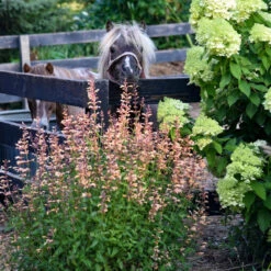 Front Page -Florist Shop Agastache QueenNectarine PP34896CPBRAF0002highres