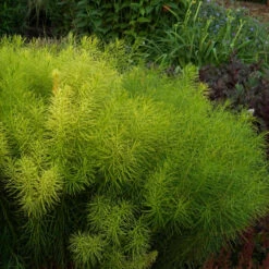 Threadleaf Bluestar 10 Threadleaf Bluestar -Florist Shop Amsonia hubrichtii foliage june