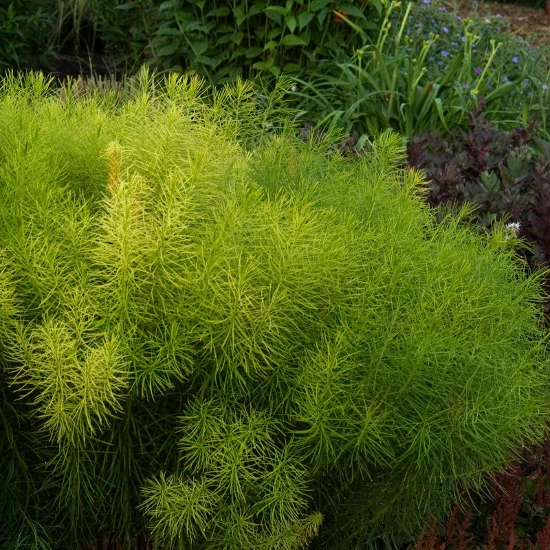 Threadleaf Bluestar 4 Threadleaf Bluestar - Image 4