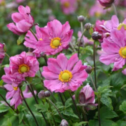 'Curtain Call Deep Rose' Japanese Anemone -Florist Shop Anemone CurtainCallDeepRose JapaneseAnemone 1