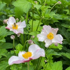 'Robustissima' Japanese Anemone
