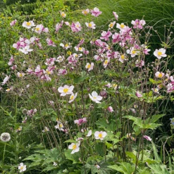 'Robustissima' Japanese Anemone -Florist Shop Anemonerobustissima 210812gbo005