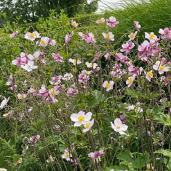 'Robustissima' Japanese Anemone -Florist Shop Anemonerobustissima 210812gbo006
