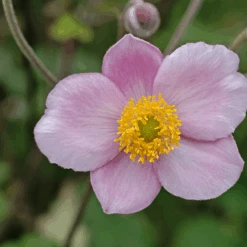 'Robustissima' Japanese Anemone -Florist Shop AnemonetomentosaRobustissima 080828gbv041
