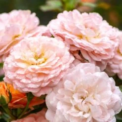 Apricot Drift® Rose