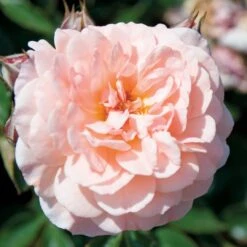 Apricot Drift® Rose -Florist Shop ApricotDrift 3