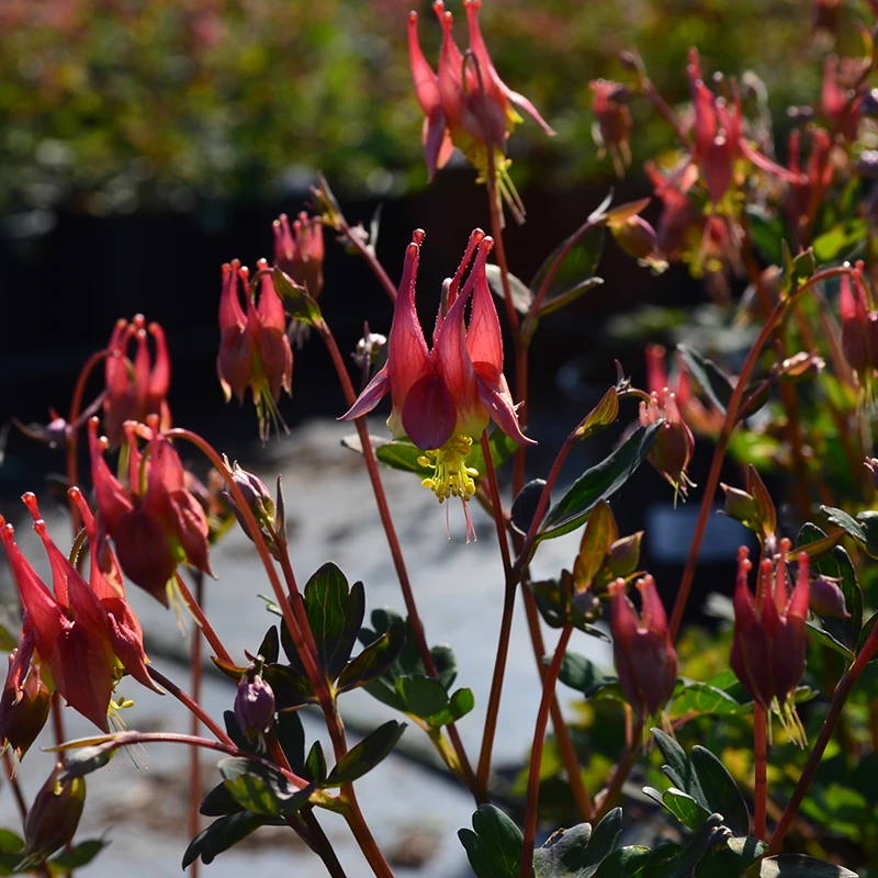 'Little Lanterns' Columbine 1 'Little Lanterns' Columbine