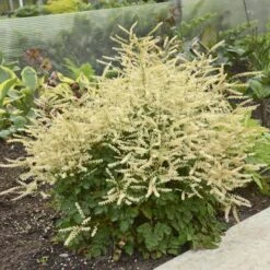 'Chantilly Lace' Goatsbeard -Florist Shop Aruncus Chantilly Lace 1 P sw