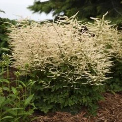 'Chantilly Lace' Goatsbeard -Florist Shop Aruncus Chantilly Lace 2 P sw