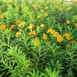 'Gay Butterflies' Milkweed Mix -Florist Shop Asclepias tuberosa Gay Butterflies 138 3