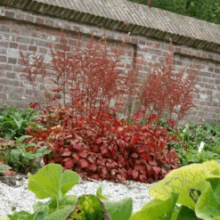 Color Flash® Astilbe 7 Color Flash® Astilbe -Florist Shop AstilbeColorFlash 070827gbv003