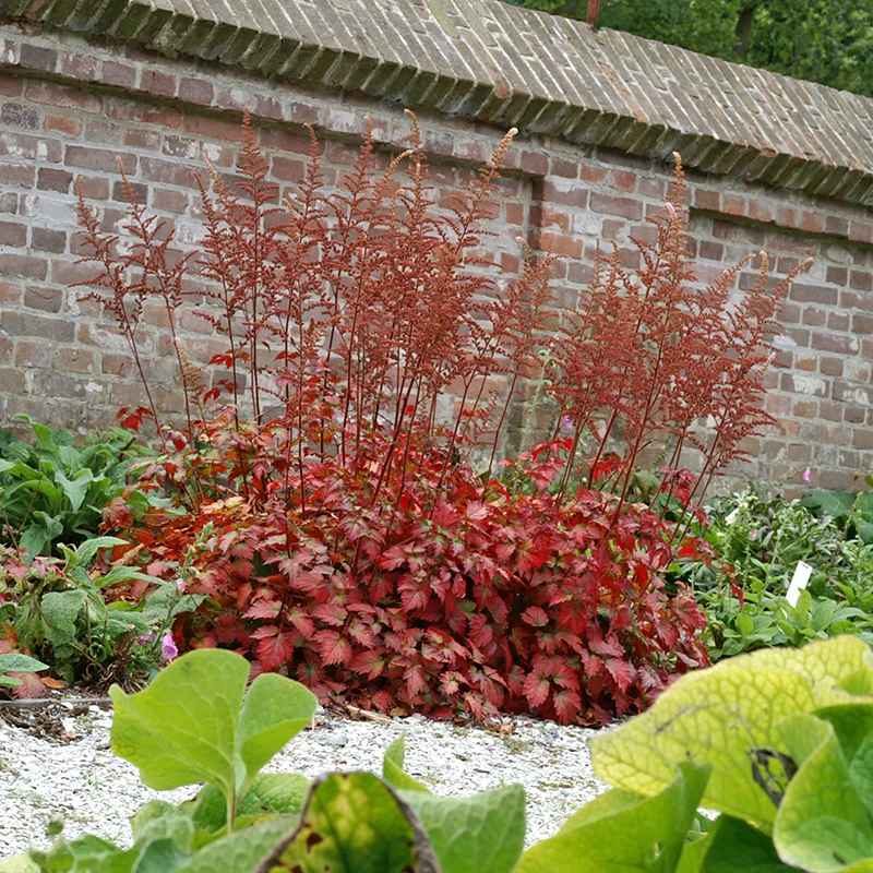 Color Flash® Astilbe 3 Color Flash® Astilbe - Image 3