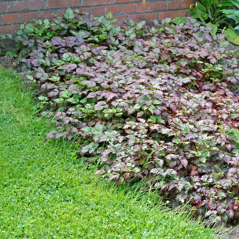 Color Flash® Astilbe 4 Color Flash® Astilbe - Image 4