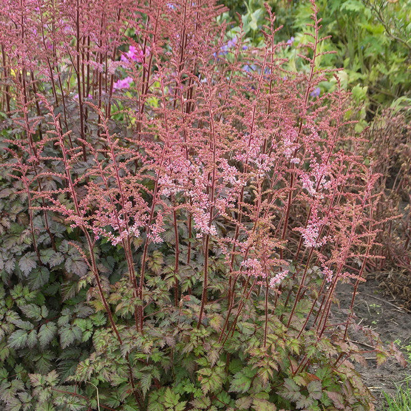 Color Flash® Astilbe 5 Color Flash® Astilbe - Image 5