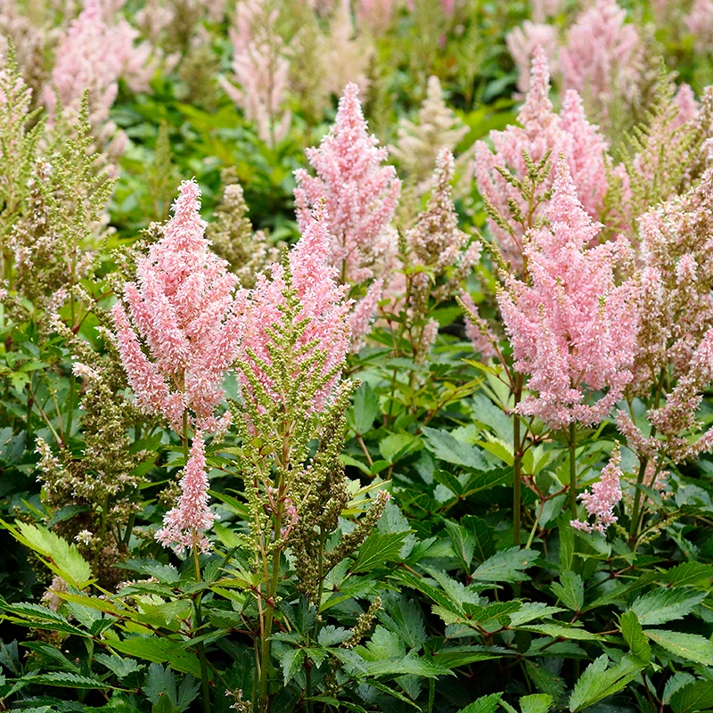 'Youniqe Salmon' Astilbe 1 'Youniqe Salmon' Astilbe