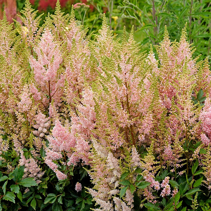 'Youniqe Salmon' Astilbe 2 'Youniqe Salmon' Astilbe - Image 2