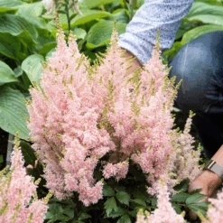 'Youniqe Salmon' Astilbe 7 'Youniqe Salmon' Astilbe -Florist Shop AstilbeYouniqueSalmon 160622cre002