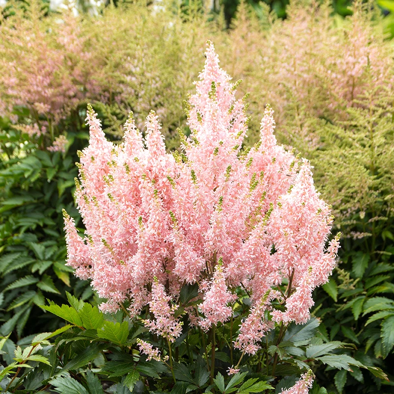 'Youniqe Salmon' Astilbe 4 'Youniqe Salmon' Astilbe - Image 4