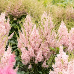 'Youniqe Salmon' Astilbe 9 'Youniqe Salmon' Astilbe -Florist Shop AstilbeYouniqueSalmon 160622cre007