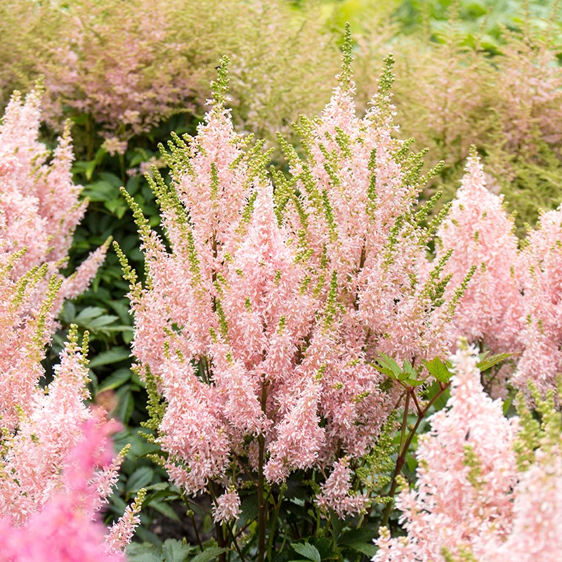'Youniqe Salmon' Astilbe 5 'Youniqe Salmon' Astilbe - Image 5