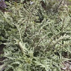 'Crested Surf' Japanese Painted Fern -Florist Shop Athyrium niponicum Crested Surf 2 P sw