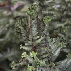 'Crested Surf' Japanese Painted Fern -Florist Shop Athyrium niponicum Crested Surf 3 P sw