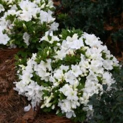 Bloom-A-Thon® White Reblooming Azalea -Florist Shop Azalea Bloom A Thon White 1 bd3d5e74 eb46 43dc 83e3 67a5d4c21802 sw