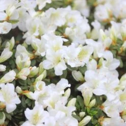 Bloom-A-Thon® White Reblooming Azalea