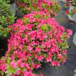 Perfecto Mundo Fuchsia Carpet™ Azalea -Florist Shop Azalea Perfect Mundo Fuchsia Carpet P1162212 800 800 60