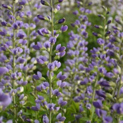 Decadence® 'Blue Bubbly' False Indigo -Florist Shop Baptisia BlueBubbly FalseIndigo 2