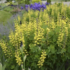 Decadence® 'Lemon Meringue' False Indigo -Florist Shop Baptisia LemonMeringue FalseIndigo 1