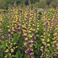 Decadence® 'Pink Lemonade' False Indigo -Florist Shop Baptisia PinkLemonade FalseIndigo 2