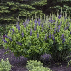 Decadence® 'Sparkling Sapphires' False Indigo -Florist Shop Baptisia SparklingSapphires FalseIndigo 2
