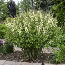 Decadence® 'Vanilla Cream' False Indigo -Florist Shop Baptisia VanillaCream FalseIndigo 2