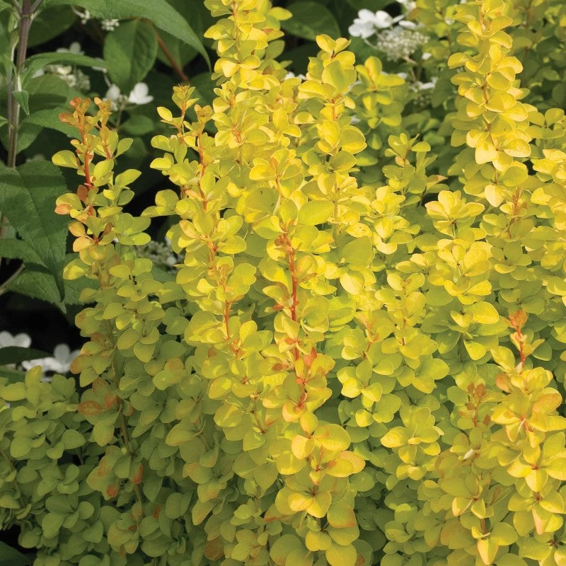Sunjoy Gold Pillar® Barberry 2 Sunjoy Gold Pillar® Barberry - Image 2