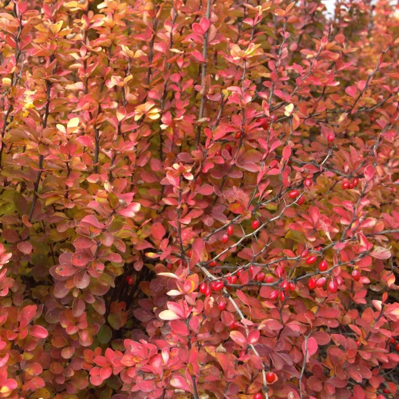 Sunjoy Gold Pillar® Barberry 3 Sunjoy Gold Pillar® Barberry - Image 3