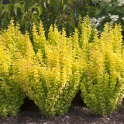 Sunjoy Gold Pillar® Barberry 7 Sunjoy Gold Pillar® Barberry -Florist Shop Berberis Sunjoy Gold Pillar 4