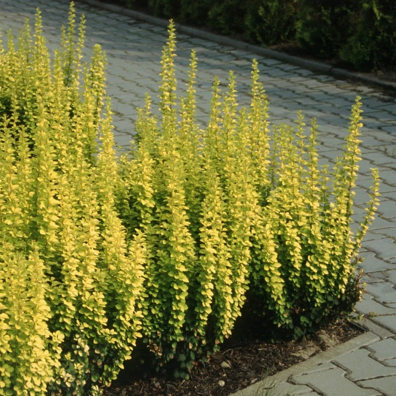 Sunjoy Gold Pillar® Barberry 1 Sunjoy Gold Pillar® Barberry