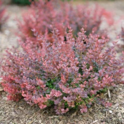 Sunjoy Mini Maroon® Barberry 11 Sunjoy Mini Maroon® Barberry -Florist Shop Berberis Sunjoy Mini Maroon 6 P