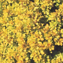 Sunjoy® Mini Saffron Barberry 6 Sunjoy® Mini Saffron Barberry -Florist Shop Berberis Sunjoy Mini Saffron 1