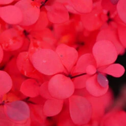 Sunjoy Todo® Barberry -Florist Shop Berberis Sunjoy Todo 4