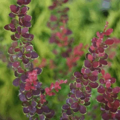 Sunjoy® Tangelo™ Barberry -Florist Shop BerberisSunjoyTangeloIMG 7911 800x800 55b5c5b